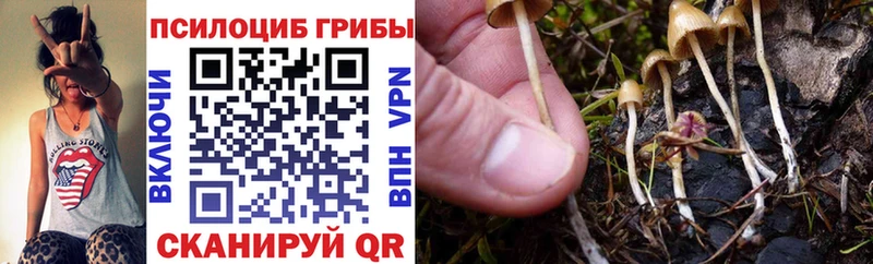 Галлюциногенные грибы Psilocybine cubensis  Купить  Таганрог 